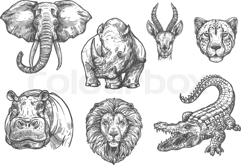 800x548 Wild African Animals Sketch Icons. Vector Isolated Set Of Elephant - Zoo Sketch