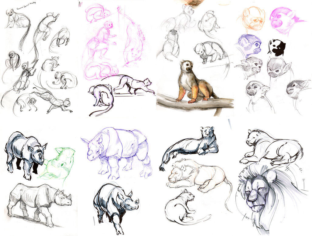 1027x778 Zoo Sketches (10 17 12) By Orangetavi - Zoo Sketch