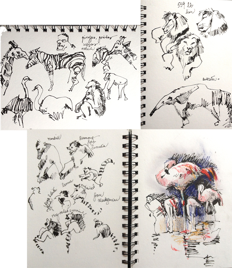 800x927 Zoo Sketches Sketch Away Travels With My Sketchbook - Zoo Sketch