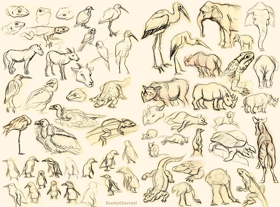 940x696 Zoo Sketches By Deadlychestnut - Zoo Sketch