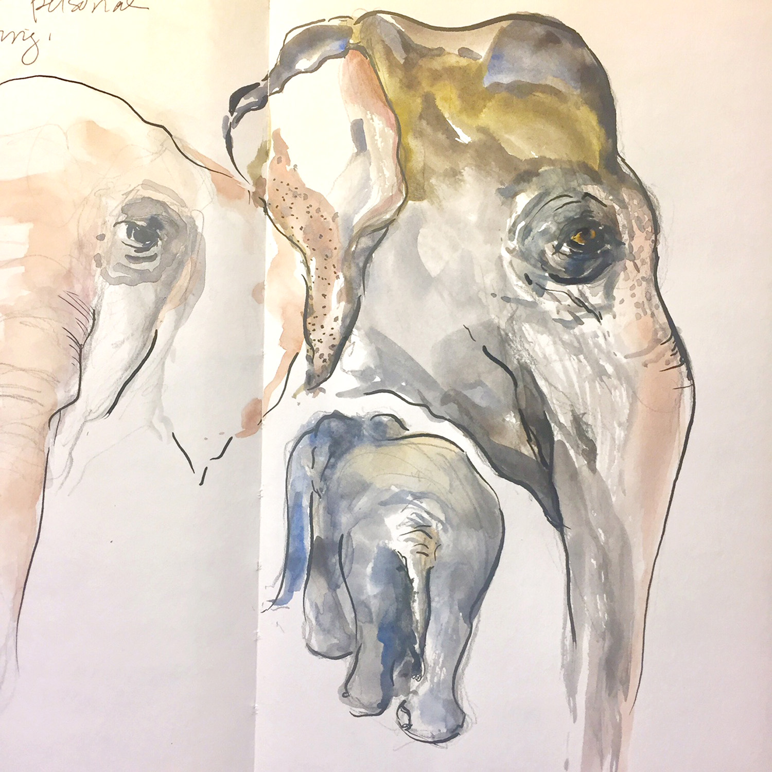 1500x1500 Zoo Sketches - Zoo Sketch