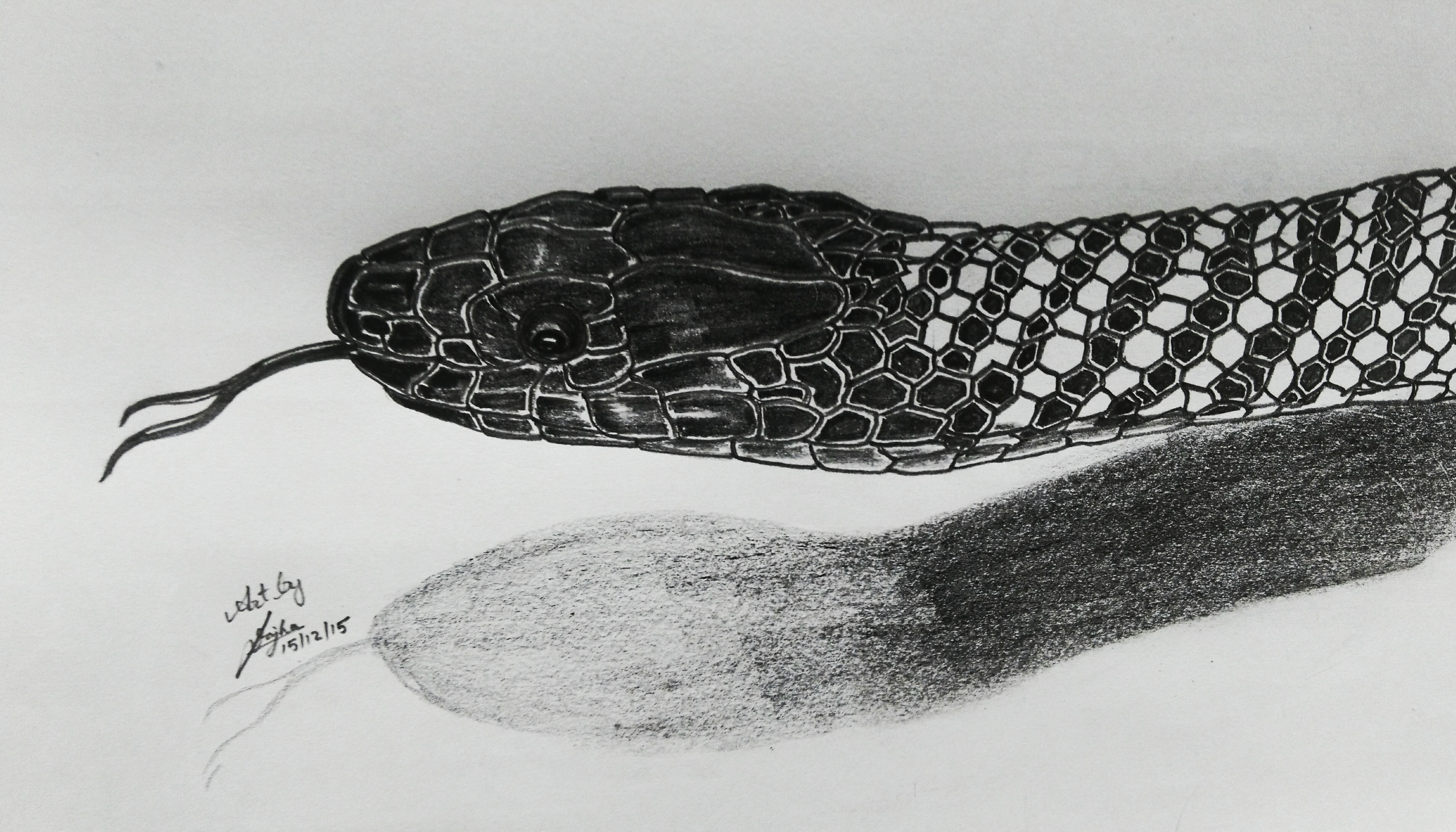 Snake, cobra, sketching, pencil drawing