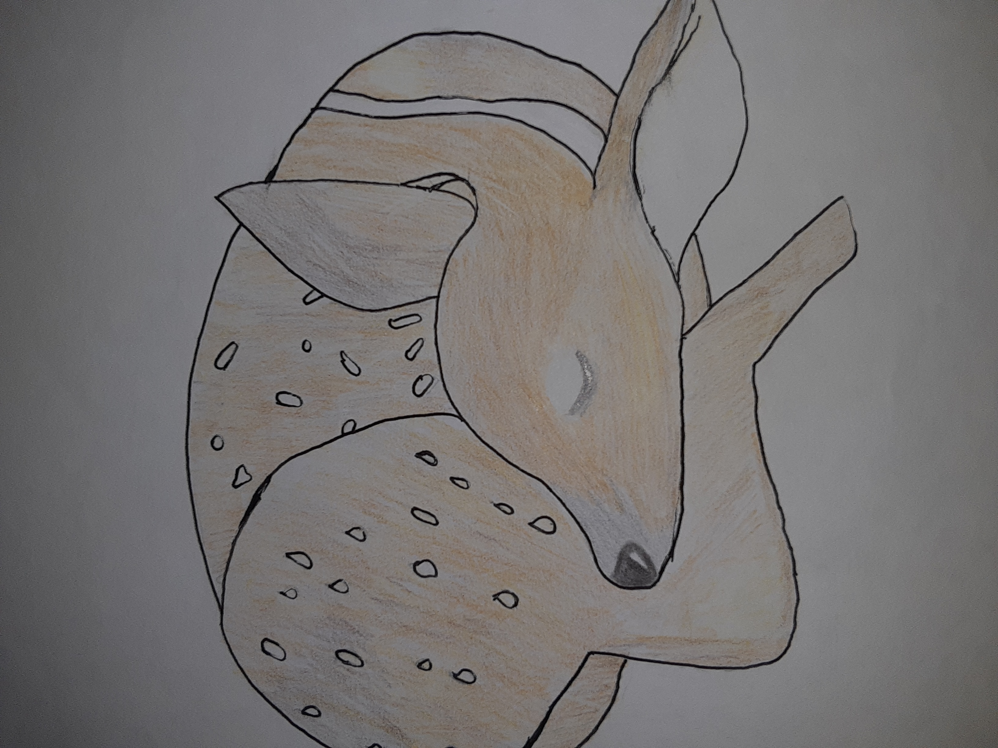 This is a pencil sketch of a sleeping baby deer.